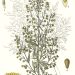 Artemisia Wormwood