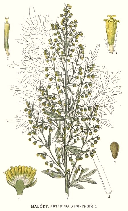 VERMOUTH-Artemisia absinthium 