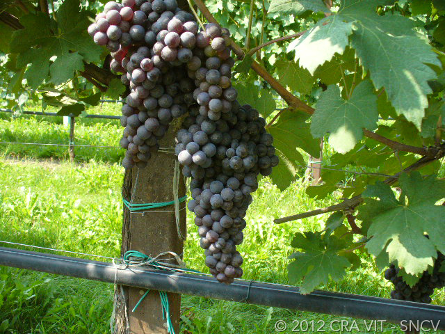 Nebbiolo grape bunch - credit Ministero dell'agricultura Italia