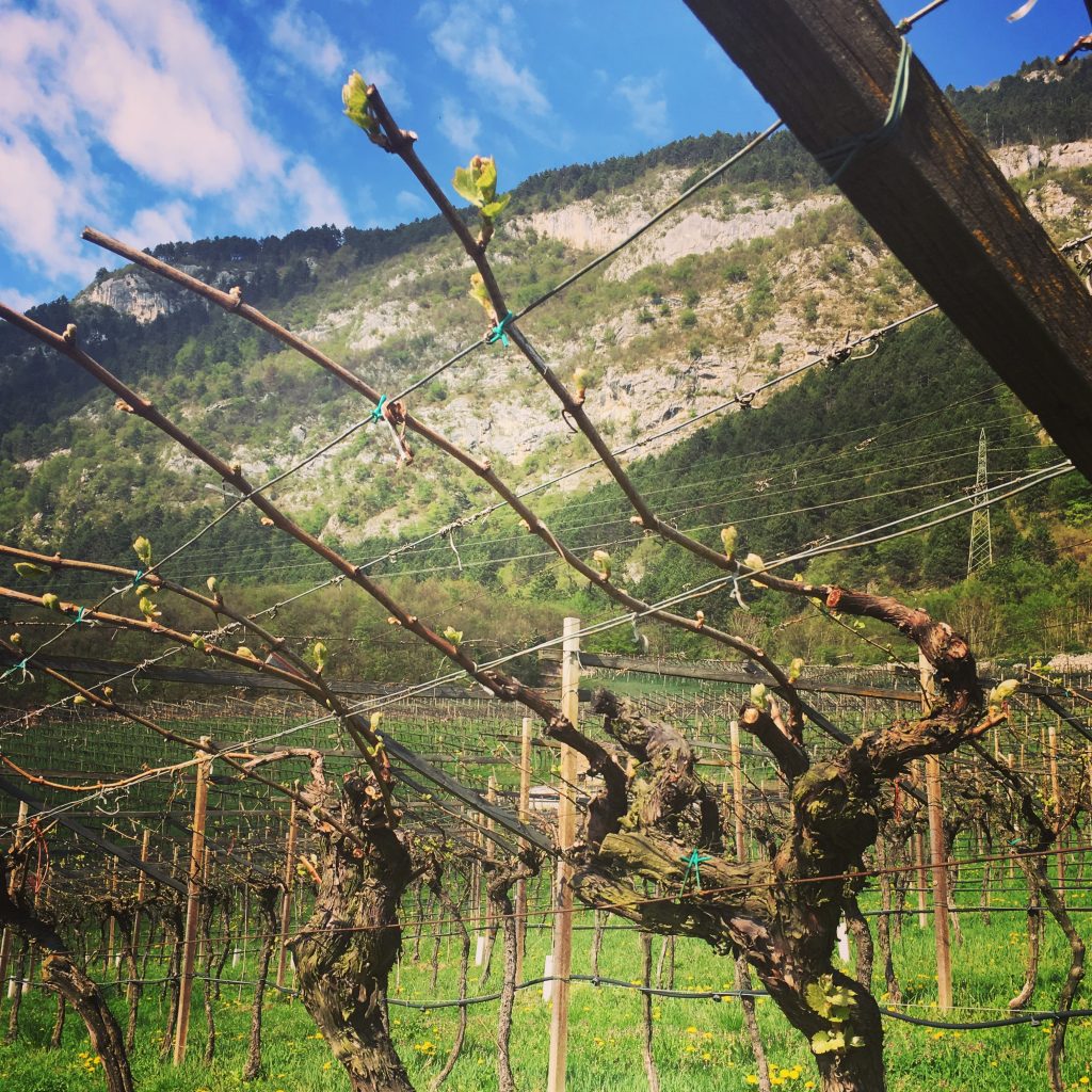 Trento DOC Wine Guide: Trentodoc Sparkling Wine from the Dolomites