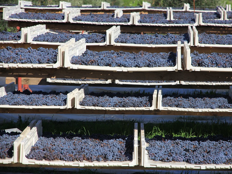 Aleatico grapes drying on the sunny Elba Island