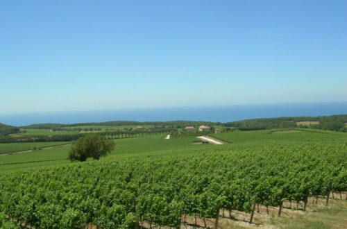 Bolgheri DOC Wine appellation - Tenuta Argentiera