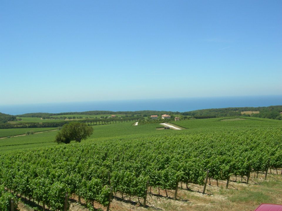 Bolgheri DOC Wine appellation - Tenuta Argentiera