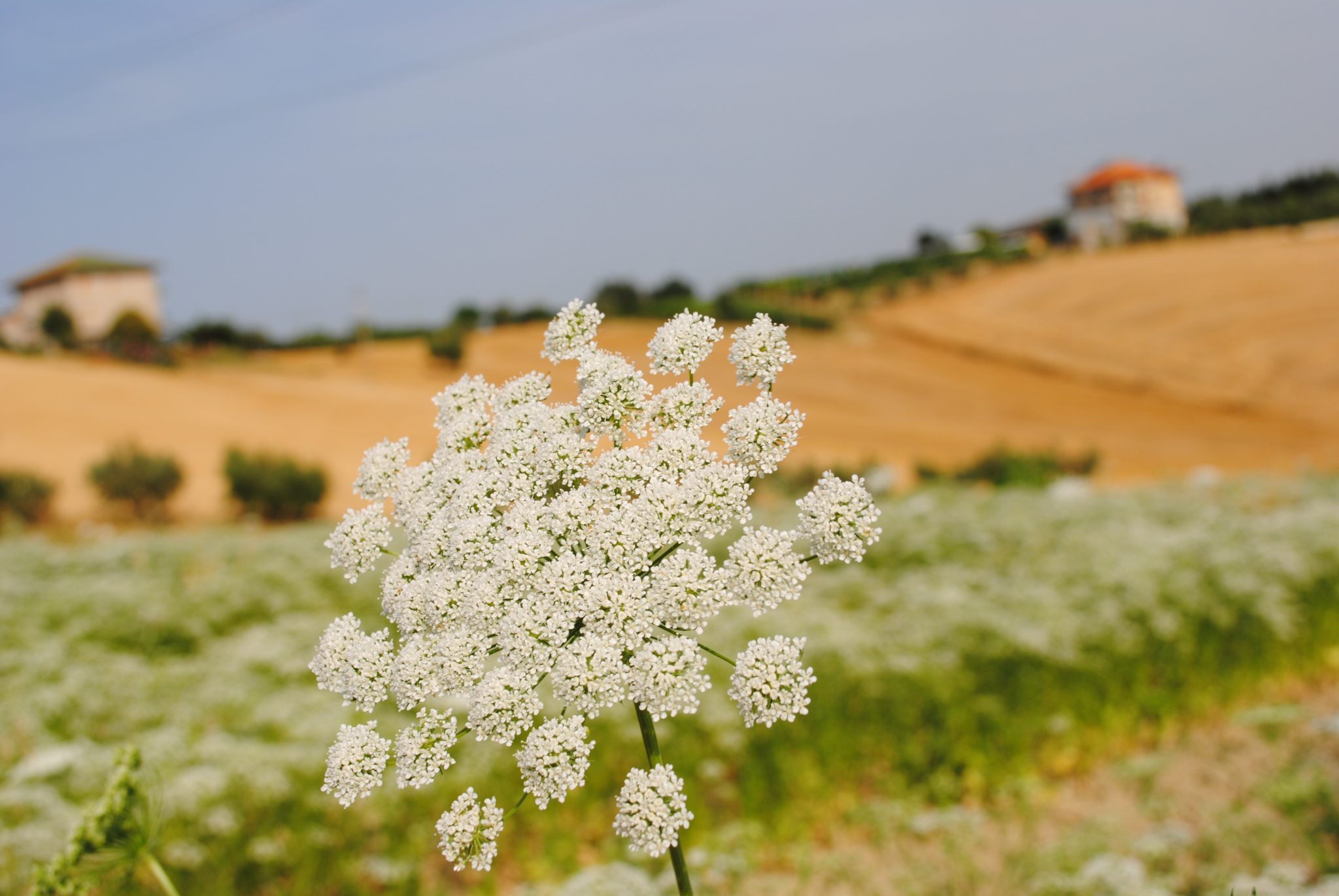 Anisette, a tasty liqueur worth indulging - Drink Italian